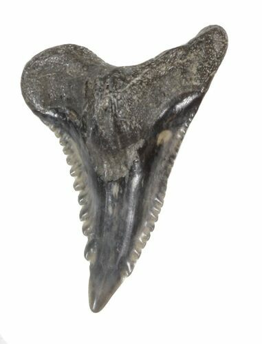 Fossil Hemipristis Shark Tooth - Maryland #42551